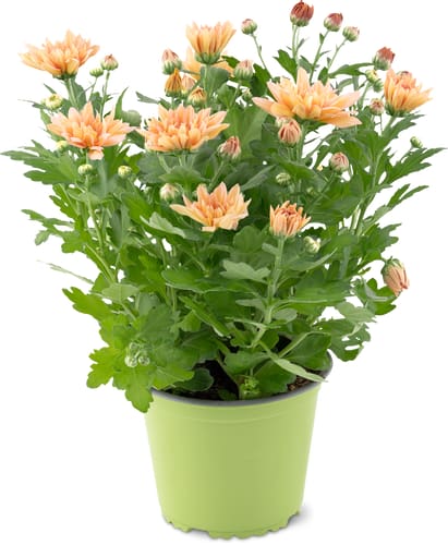 Chrysanthemen 14cm