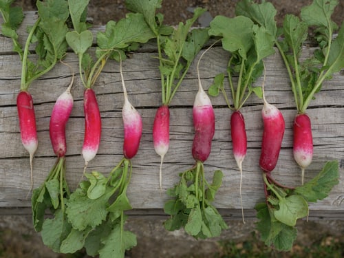 RADIESCHEN FRENCH BREA