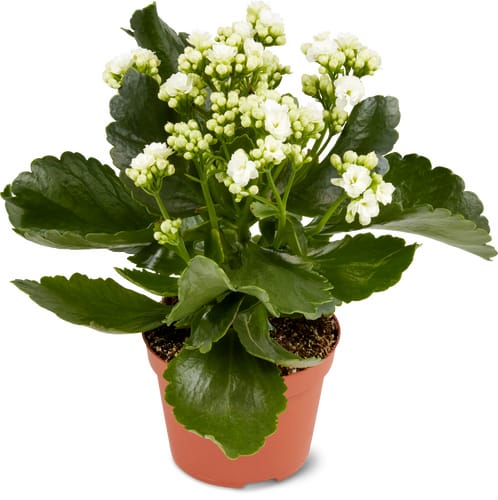 M-Classic kalanchoe 10 cm