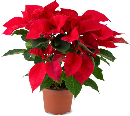 De la région Stella di Natale 13 cm