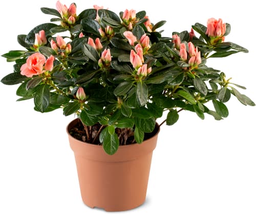 Azalea 12cm