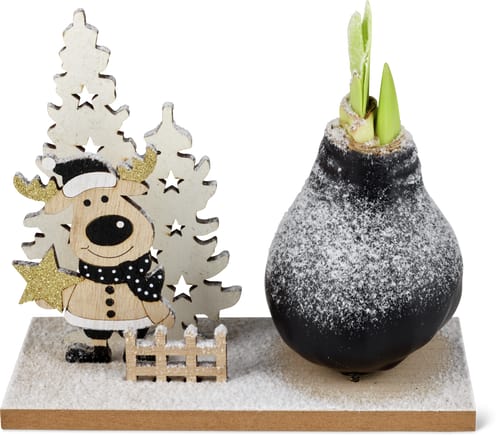 Amaryllis su tavoletta decorativa 19 cm x 8 cm