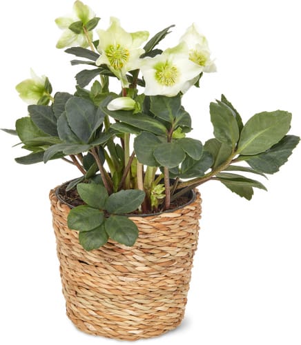 Christrose 13cm