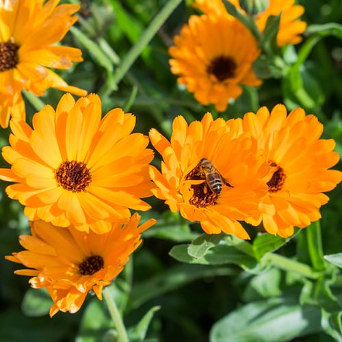 Ringelblume