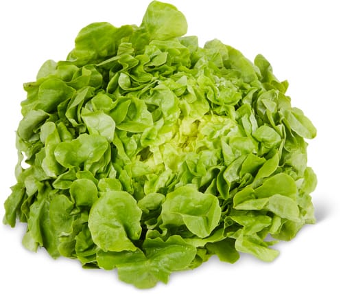 Eichblattsalat grün