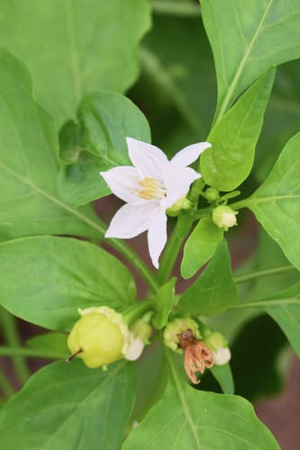 Paprika, Albaregia