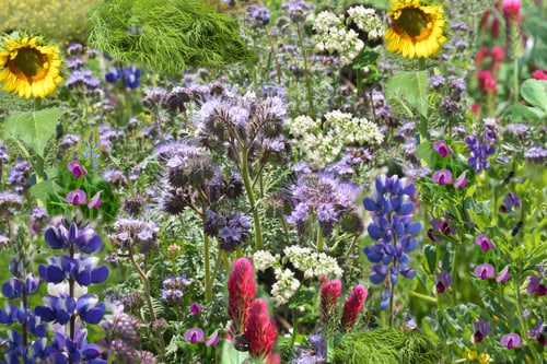BLUMENMIX INSEKTEN
