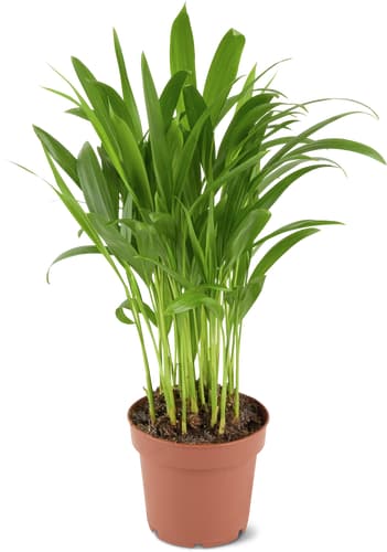 Foliage Plants Pot, Mix 12 cm