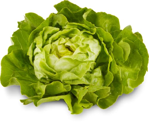 Kopfsalat grün