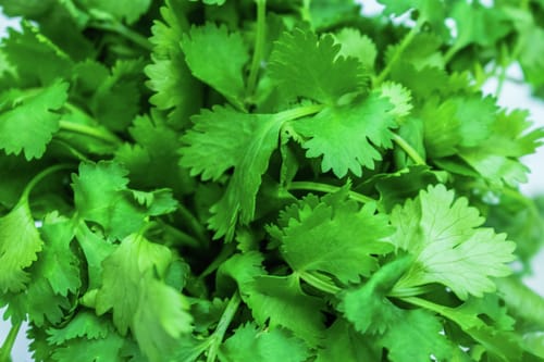 Living Seeds Bio Parsley Gigante d’Italia