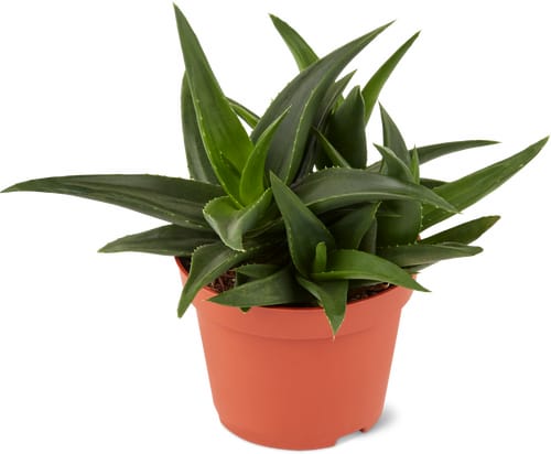 Succulentes mix 10.5cm