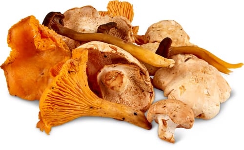 Wildpilzmischung