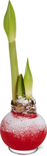 Amaryllis in cera