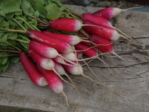 RADIESCHEN FRENCH BREA