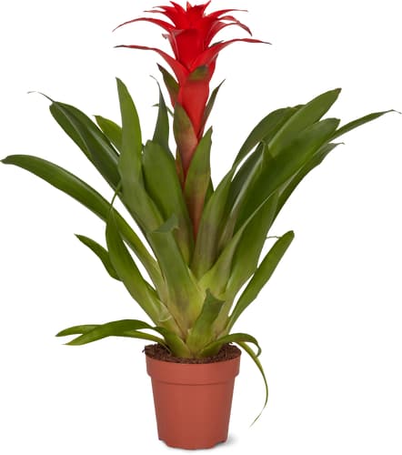 M-Classic bromelia/ guzmania 12cm