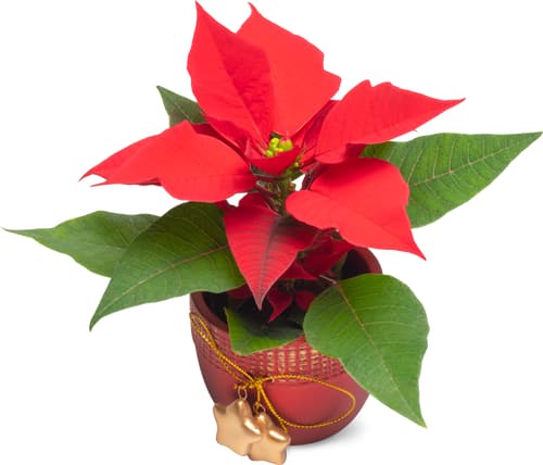 De la région Stella di Natale 6 cm con coprivaso