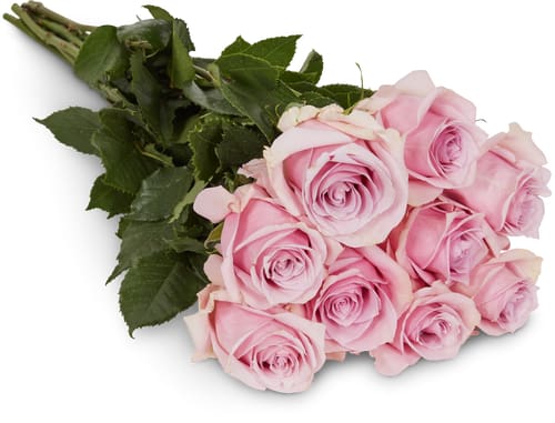 Fairtrade rose nobili