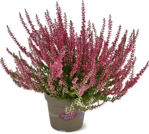 Calluna 13cm