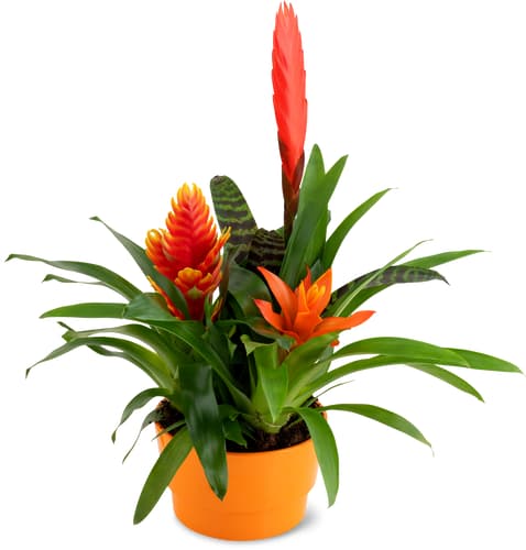 Bromeliad Planter 16 cm