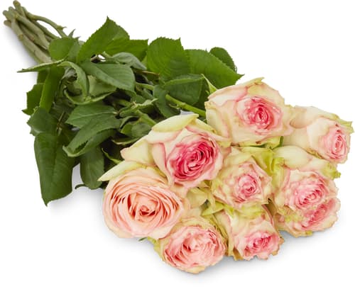 Fairtrade rose nobili