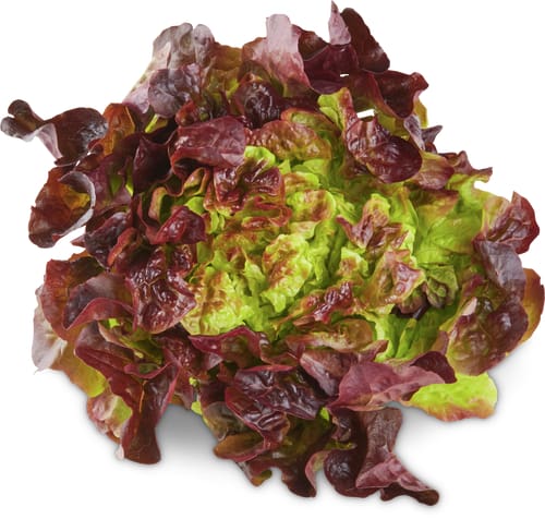 Eichblattsalat rot
