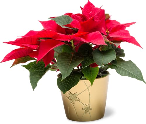 Aus der Region Poinsettia