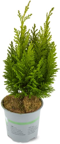 Koniferen, Topf Ø 13 cm