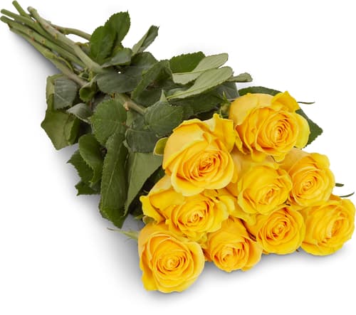 Fairtrade rose nobili