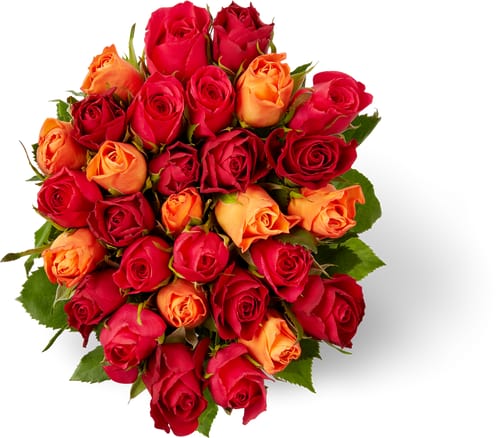 M-Classic Fairtrade Minirosen, Bund 30 Stück, Stiellänge 40 cm