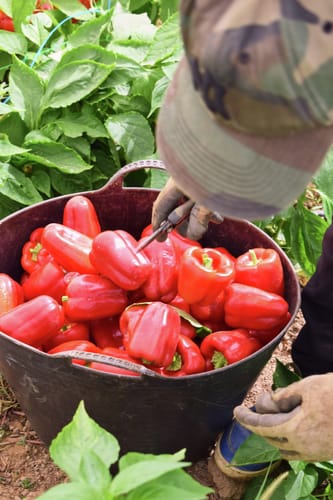 Paprika, Albaregia