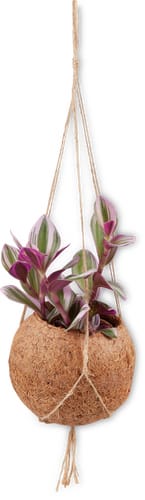 Kokodama 12 cm plante de suspension