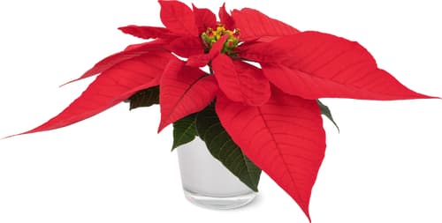 De la région Stella di Natale 6 cm con coprivaso