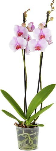 Phalaenopsis 2 steli 12 cm