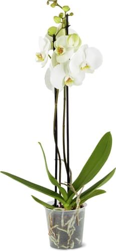 Phalaenopsis 2 steli 12 cm