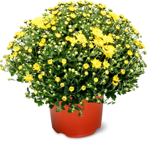 Chrysanthemen 19cm