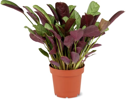 Pianti verdi Mix 12cm