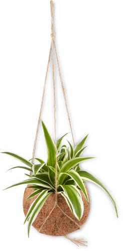 Kokodama 12 cm plante de suspension