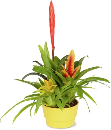 M-Classic bromelia/ guzmania 12cm