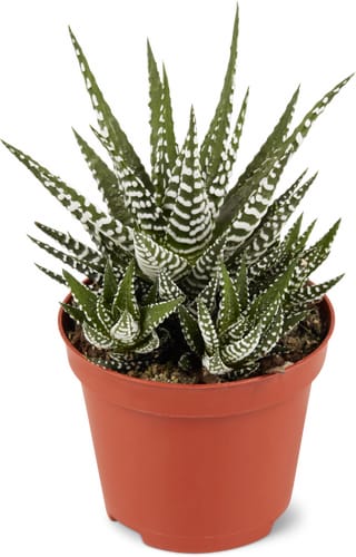 Haworthia fasciata, Topf Ø 8.5 cm