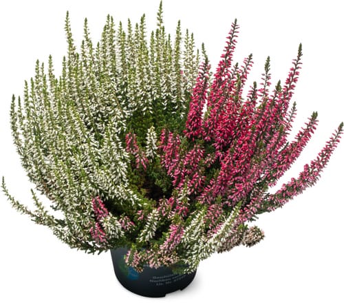 Calluna Twins 13cm