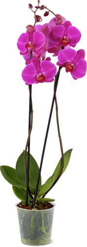 Phalaenopsis 2 steli 12 cm