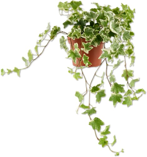 Efeu Hedera helix, Topf Ø 13 cm