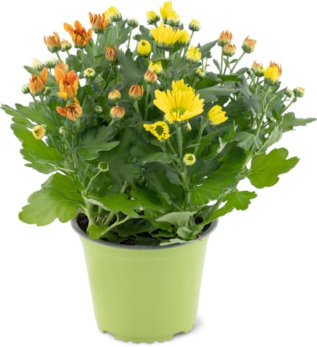Chrysanthemen 14cm