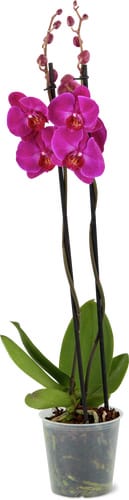 Phalaenopsis 2 steli 12 cm
