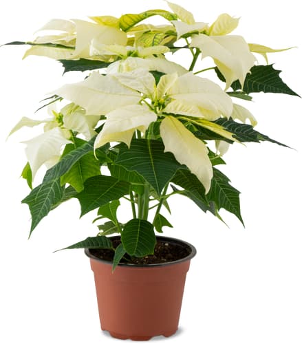 De la région Stella di Natale 13 cm