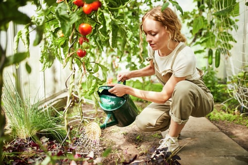 Compo Gesal Concentrated Fungus Gnat Stopper