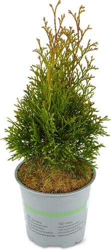 Koniferen, Topf Ø 13 cm