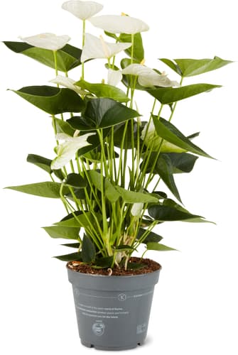 M-Classic Anthurium 17cm