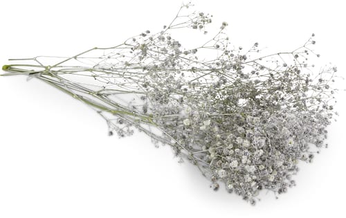 M-Classic gypsophila trend