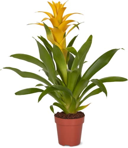 M-Classic bromelia/ guzmania 12cm